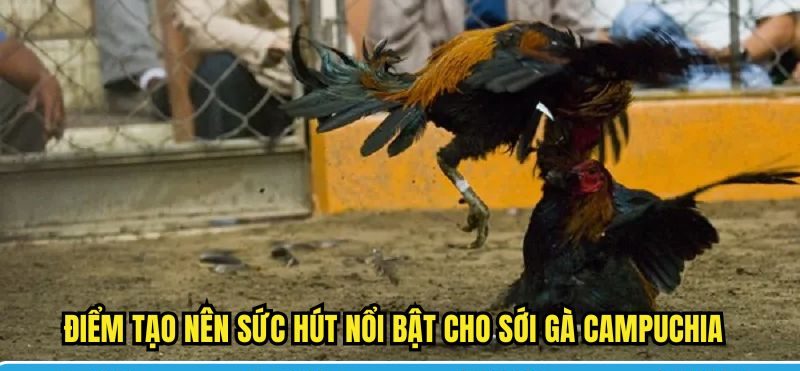 Điểm tạo nên sức hút nổi bật cho sới gà Campuchia